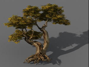 populus euphratica-poplar-special tree 16 3Dモデル