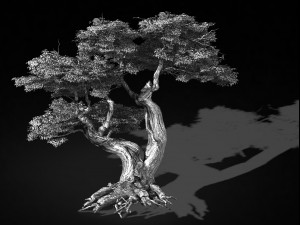 populus euphratica-poplar-special tree 16 Model 3D
