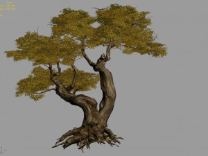 populus euphratica-poplar-special tree 16 3D Model