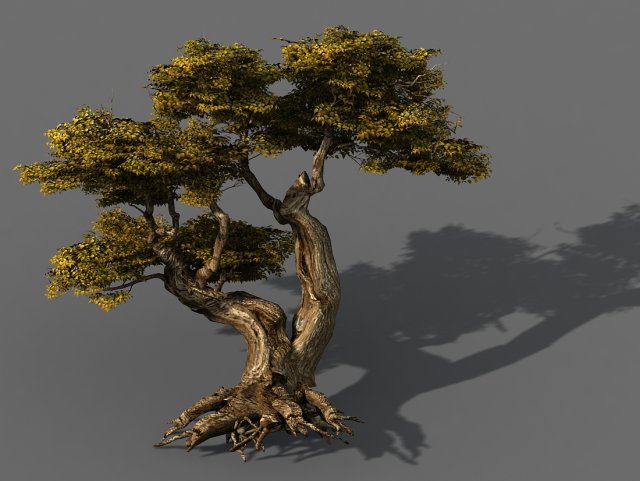 populus euphratica-poplar-special tree 17 3D Model .c4d .max .obj .3ds .fbx .stl .blend 
