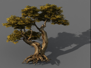 populus euphratica-poplar-special tree 17 3Dモデル