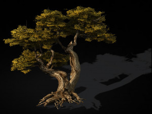 populus euphratica-poplar-special tree 17 3D Model