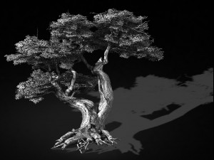 populus euphratica-poplar-special tree 17 3D Model