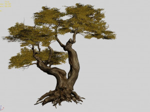 populus euphratica-poplar-special tree 17 3D Model