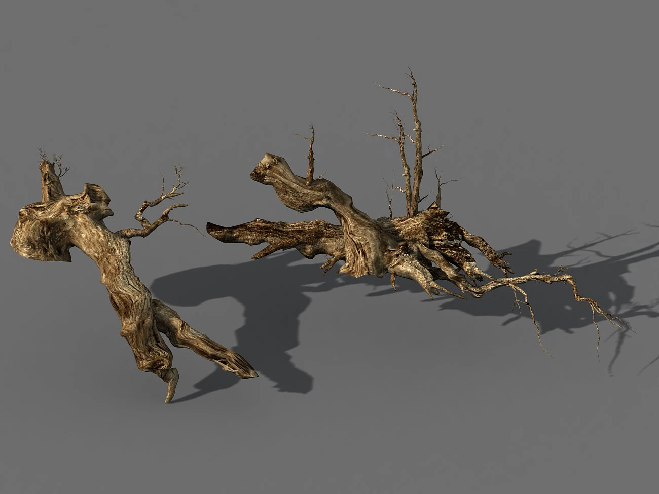 populus euphratica-poplar-special tree 18 3D Model .c4d .max .obj .3ds .fbx .stl .blend 