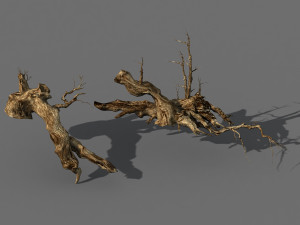 populus euphratica-poplar-special tree 18 3D Model