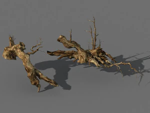 populus euphratica-&aacute;lamo-&aacute;rbol especial 18 Modelo 3D