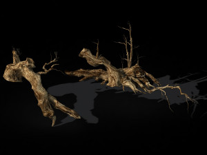 populus euphratica-poplar-special tree 18 3D Модель