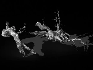 populus euphratica-poplar-special tree 18 3D Model