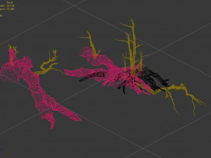 populus euphratica-poplar-special tree 18 3D Model