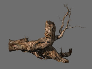 populus euphratica-poplar-special tree 19 3D Model