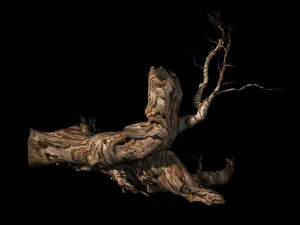 populus euphratica-poplar-special tree 19 3D Model