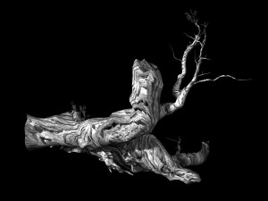populus euphratica-poplar-special tree 19 3D Model