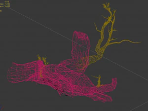 populus euphratica-poplar-special tree 19 3D Model