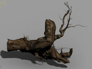 populus euphratica-poplar-special tree 19 3D Model