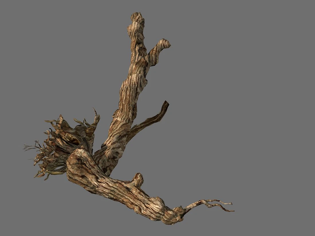 populus euphratica-poplar-special tree 20 3D Model .c4d .max .obj .3ds .fbx .stl .blend 