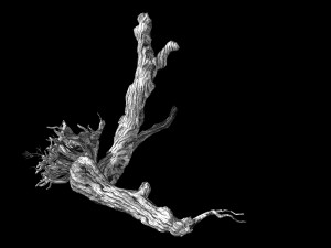 populus euphratica-poplar-special tree 20 3D Model
