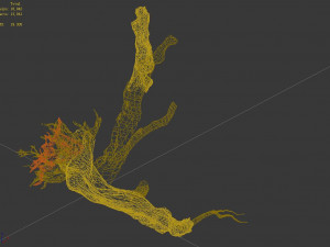 populus euphratica-poplar-special tree 20 3D Model