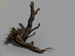 populus euphratica-poplar-special tree 20 3D Model