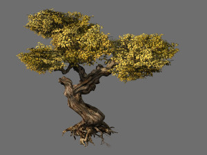 populus euphratica-poplar-special tree 22 3D Model