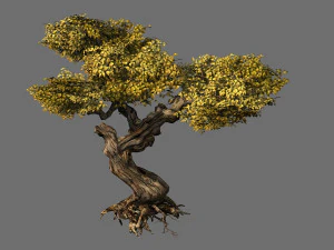 populus euphratica-peuplier-arbre sp&eacute;cial 22 Modèle 3D