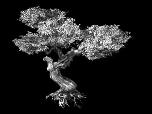 populus euphratica-poplar-special tree 22 3D Model