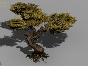 populus euphratica-poplar-special tree 22 3D Model