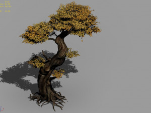 populus euphratica-poplar-special tree 24 3D Модель