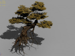 populus euphratica-poplar-special tree 25 Modello 3D