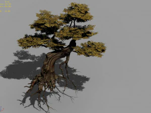 populus euphratica-poplar-special tree 25 3D Model