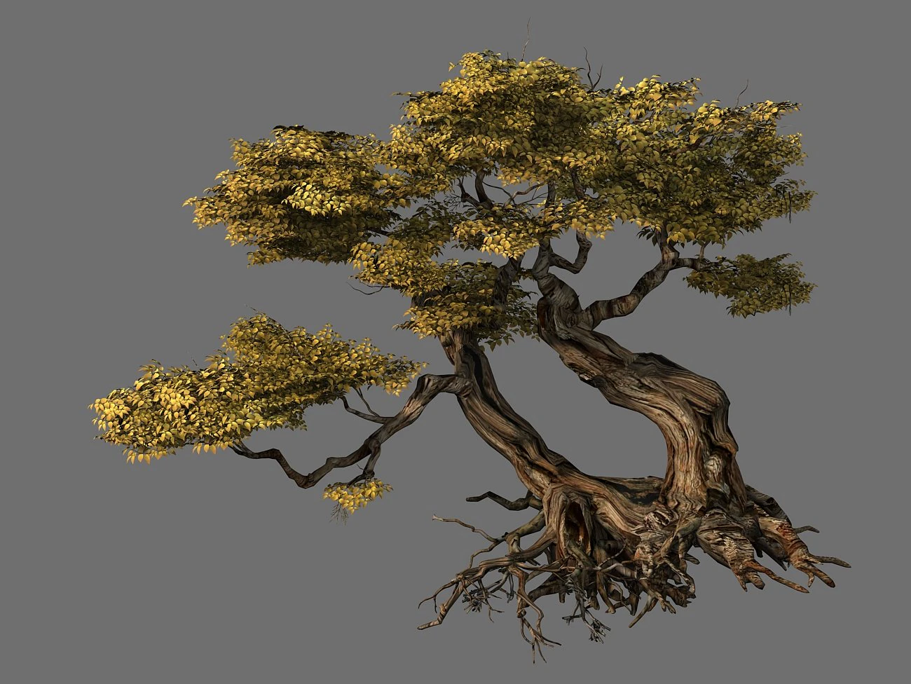 populus euphratica-poplar-special tree 26 3D Model .c4d .max .obj .3ds .fbx .stl .blend 