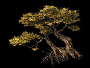 populus euphratica-poplar-special tree 26 3D Model