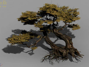 populus euphratica-poplar-special tree 26 3D Model