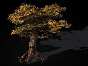 populus euphratica-poplar-special tree 28 3D मॉडल