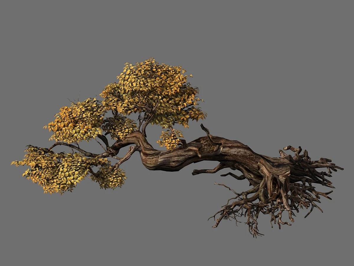 populus euphratica-poplar-special tree 30 3D Model .c4d .max .obj .3ds .fbx .stl .blend 