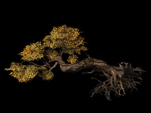 populus euphratica-poplar-special tree 30 3D Model