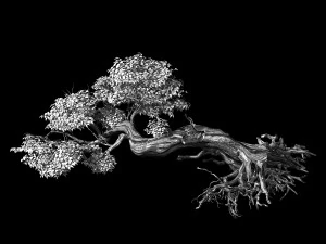 populus euphratica-poplar-special tree 30 3D Model