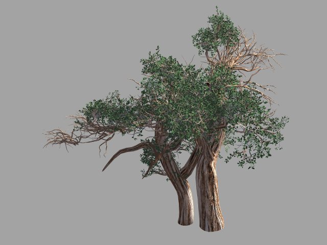 populus euphratica-poplar-special tree 31 3D Model .c4d .max .obj .3ds .fbx .stl .blend 