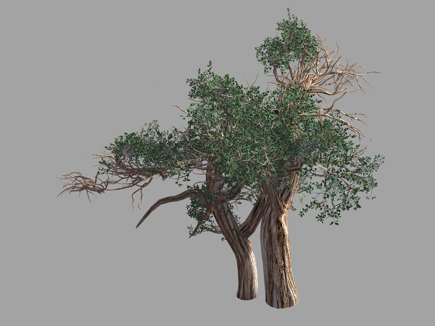populus euphratica-poplar-special tree 31 3D Model .c4d .max .obj .3ds .fbx .stl .blend 