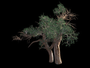 populus euphratica-poplar-special tree 31 3D Model