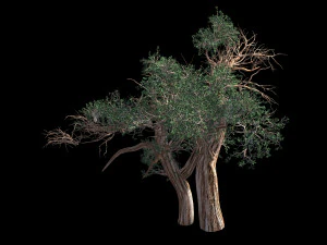 populus euphratica-poplar-special tree 31 3D Model