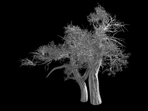 populus euphratica-poplar-special tree 31 3D Model
