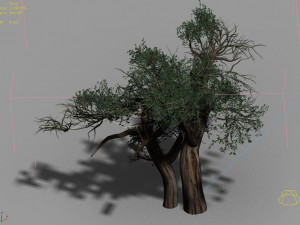 populus euphratica-poplar-special tree 31 3D Model
