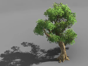 populus euphratica-pioppo-albero speciale 32 Modello 3D