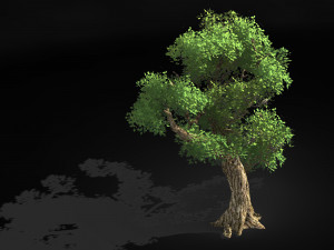 populus euphratica-poplar-special tree 32 Modèle 3D