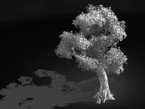 populus euphratica-poplar-special tree 32 3D Model