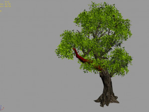 populus euphratica-poplar-special tree 32 Modèle 3D