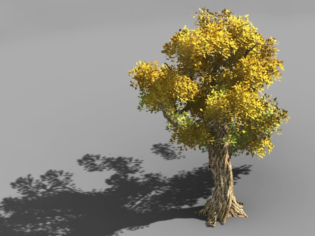populus euphratica-poplar-special tree 33 3D Model .c4d .max .obj .3ds .fbx .stl .blend 