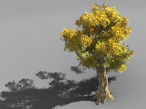 populus euphratica-poplar-special tree 33 3D Model