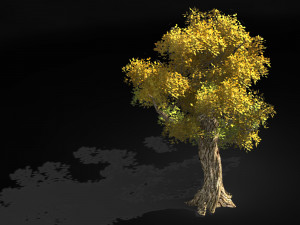 populus euphratica-poplar-special tree 33 3D Model